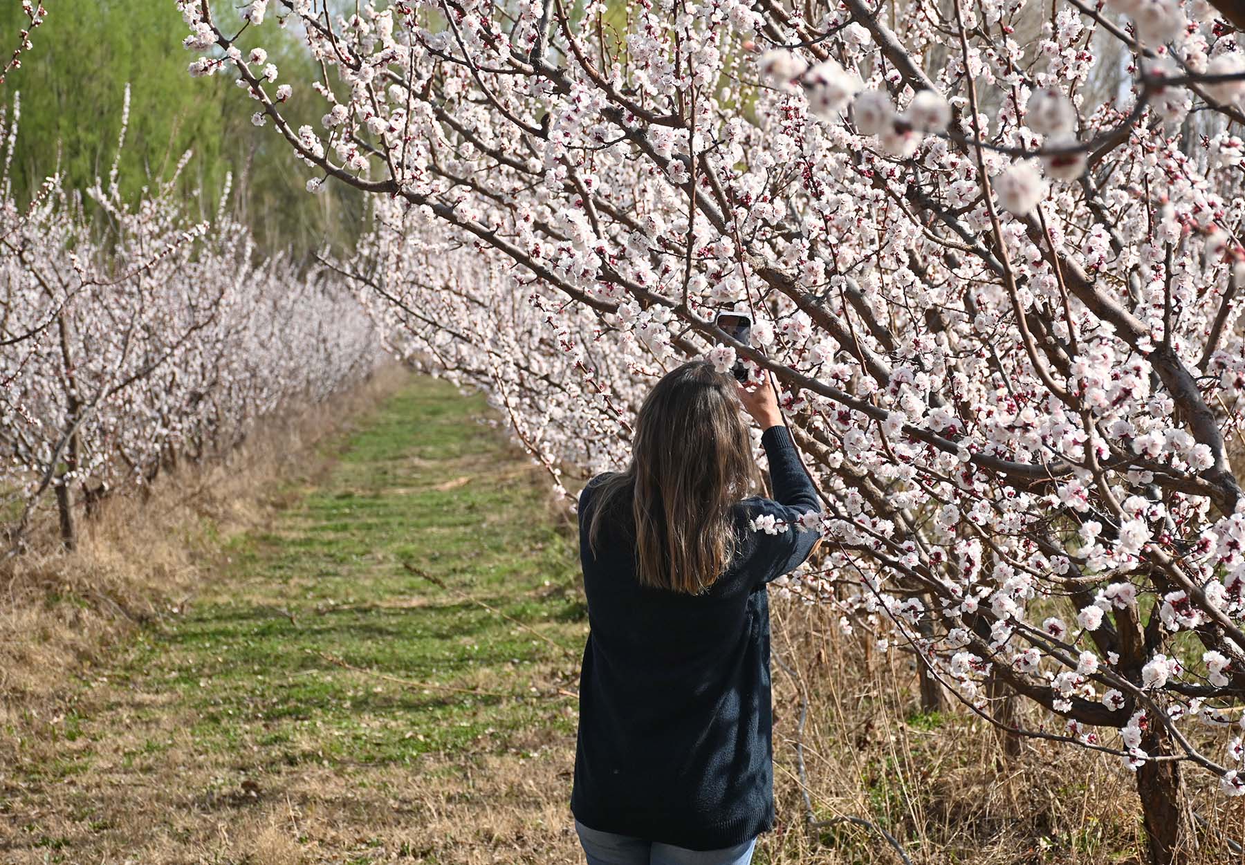 Cristina Cervi tomando fotos de los damascos en flor. Foto: Florencia Salto.