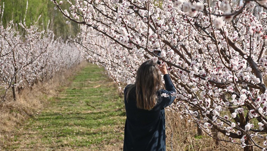 Cristina Cervi tomando fotos de los damascos en flor. Foto: Florencia Salto.