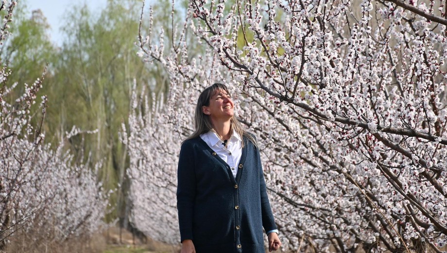 Damascos en flor en la Patagonia. Foto: Florencia Salto.