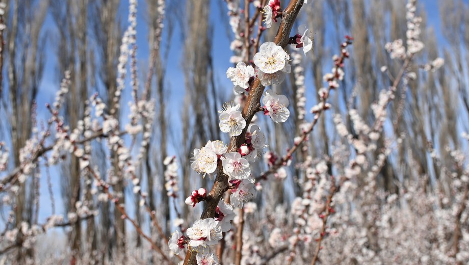 Damascos florecidos en primer plano, cortinas de álamos de fondo. Foto: Florencia Salto.