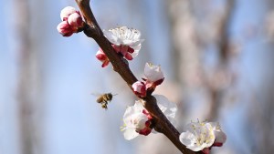 En 15 fotos: la espectacular floración de frutales con que la Patagonia le da la bienvenida a septiembre