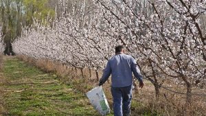 Lo que no se ve de la espectacular floración de los frutales de carozo en la Patagonia