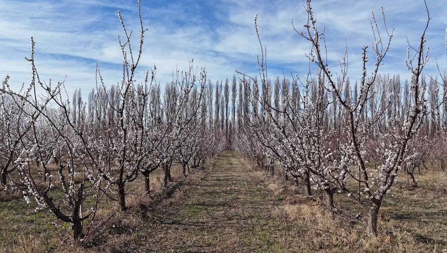 Ciruelos en flor en la Patagonia. Foto: Florencia Salto.