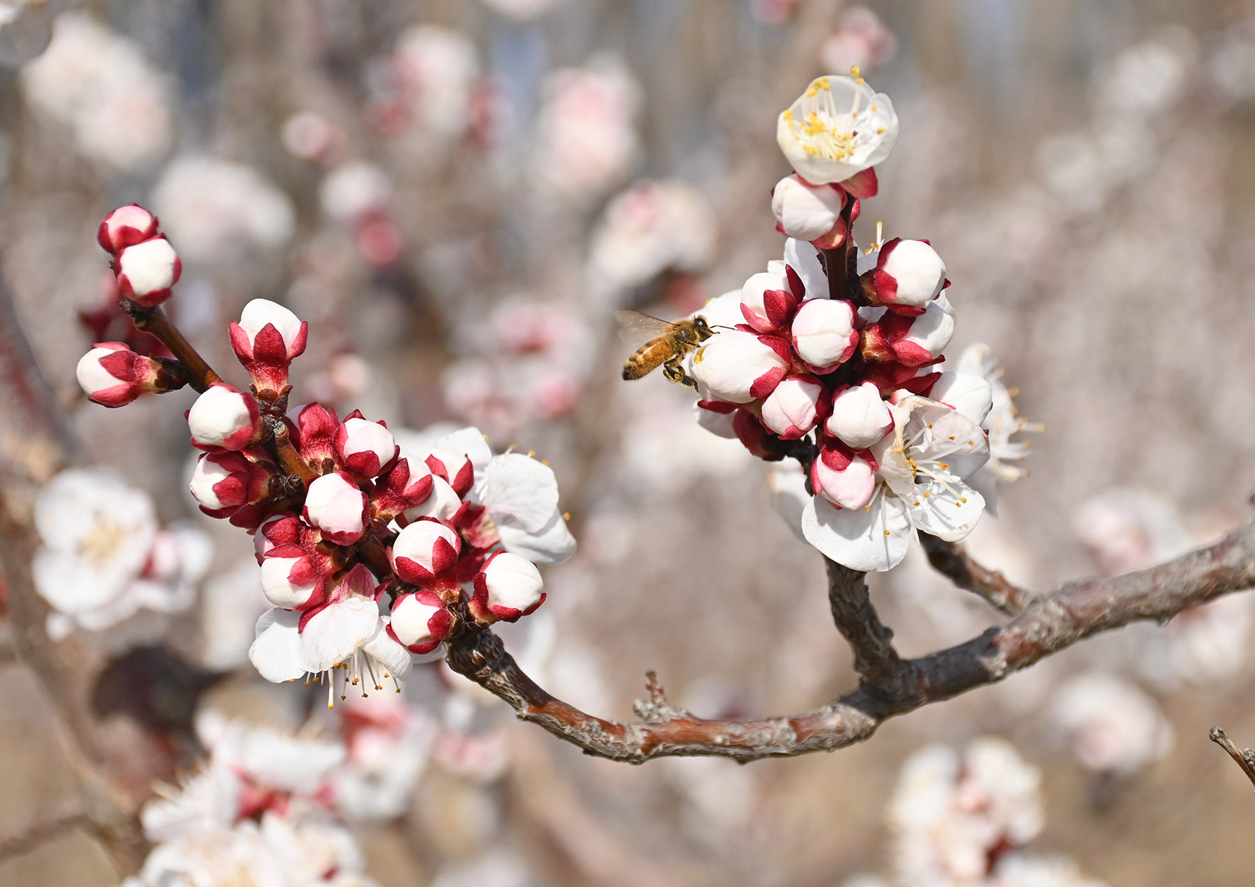 Los pimpollos de los damascos, a punto de abrirse. Foto: Florencia Salto.