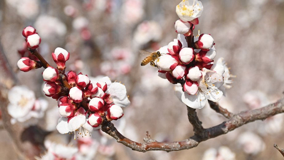 Los pimpollos de los damascos, a punto de abrirse. Foto: Florencia Salto.