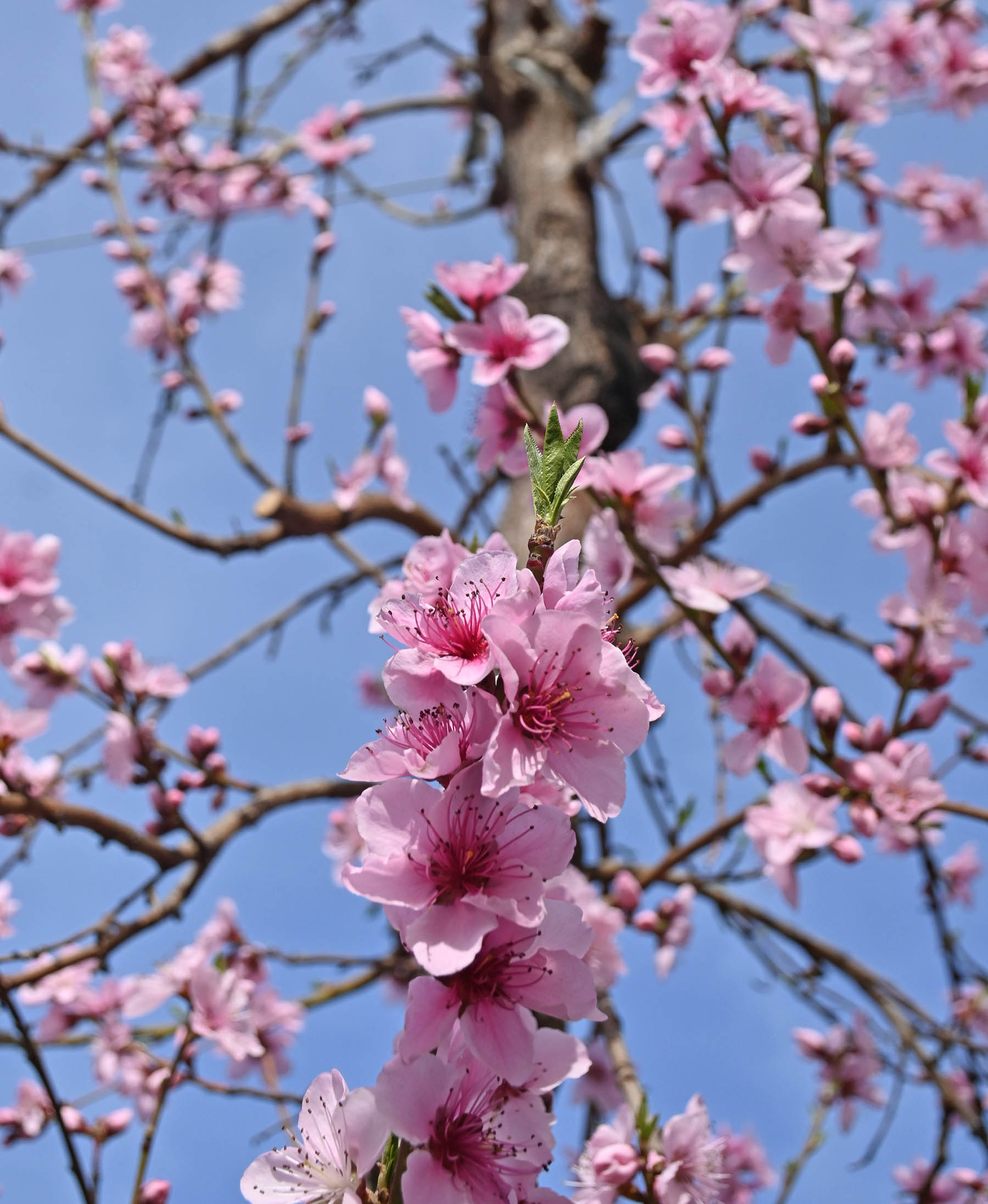 El rosa de la flor de durazno y el cielo pastel de la Patagonia. Foto: Florencia Salto.