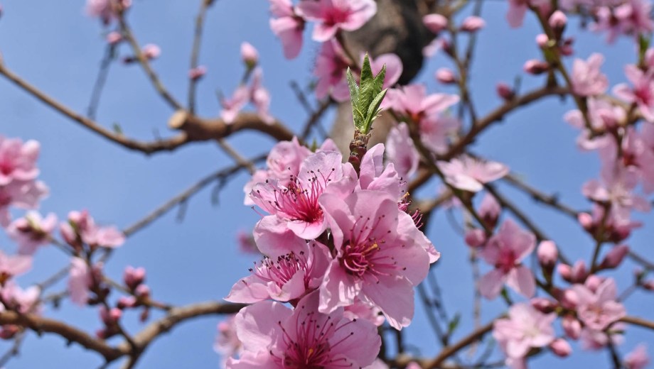 El rosa de la flor de durazno y el cielo pastel de la Patagonia. Foto: Florencia Salto.