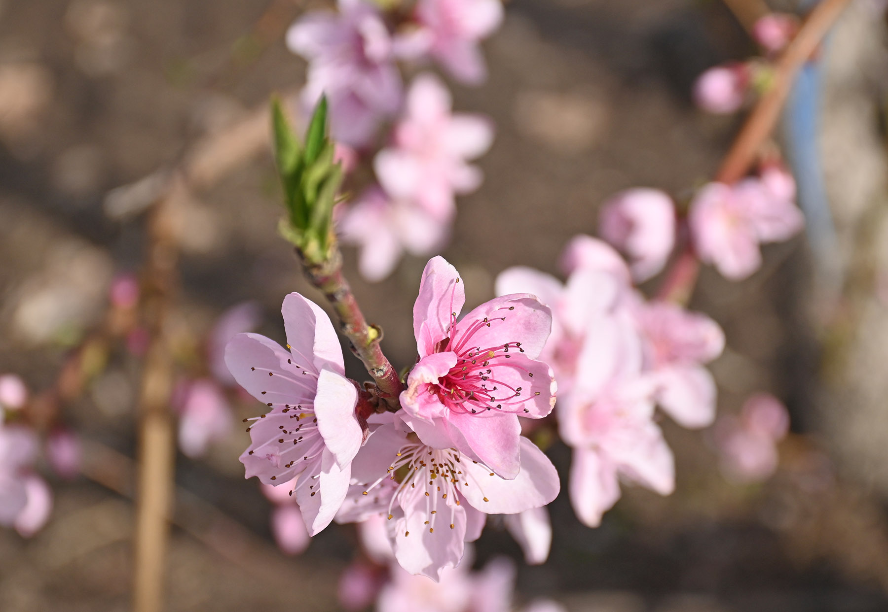 Entre las flores del duraznero, las hojas empiezan a brotar. Foto: Florencia Salto.