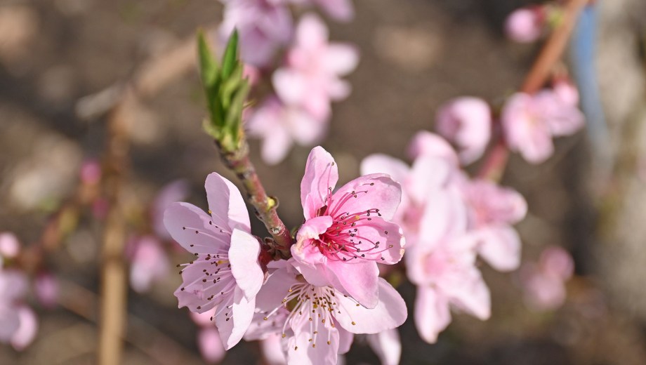 Entre las flores del duraznero, las hojas empiezan a brotar. Foto: Florencia Salto.