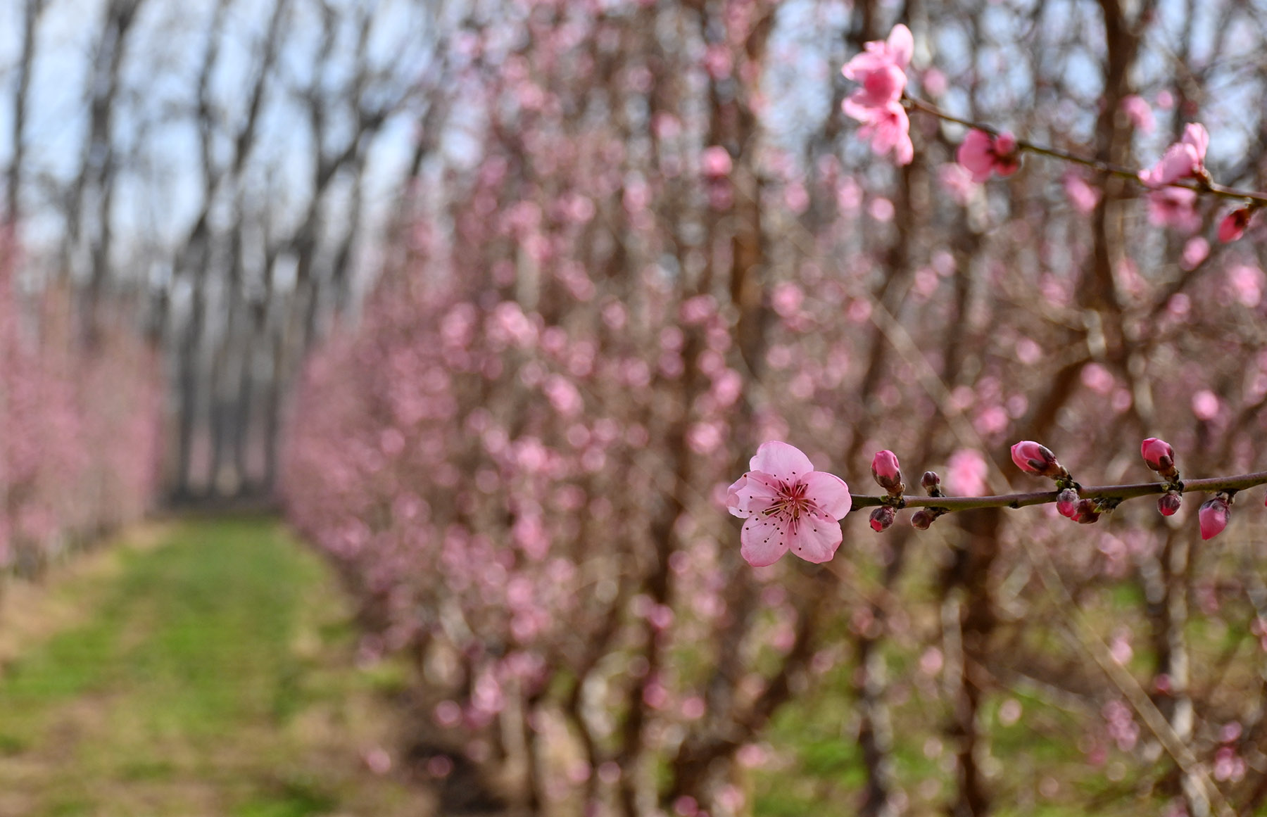 Los duraznos en flor llenan de color rosa las chacras. Foto: Florencia Salto.