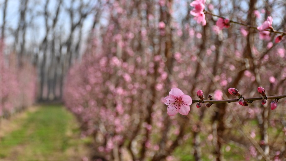 Los duraznos en flor llenan de color rosa las chacras. Foto: Florencia Salto.