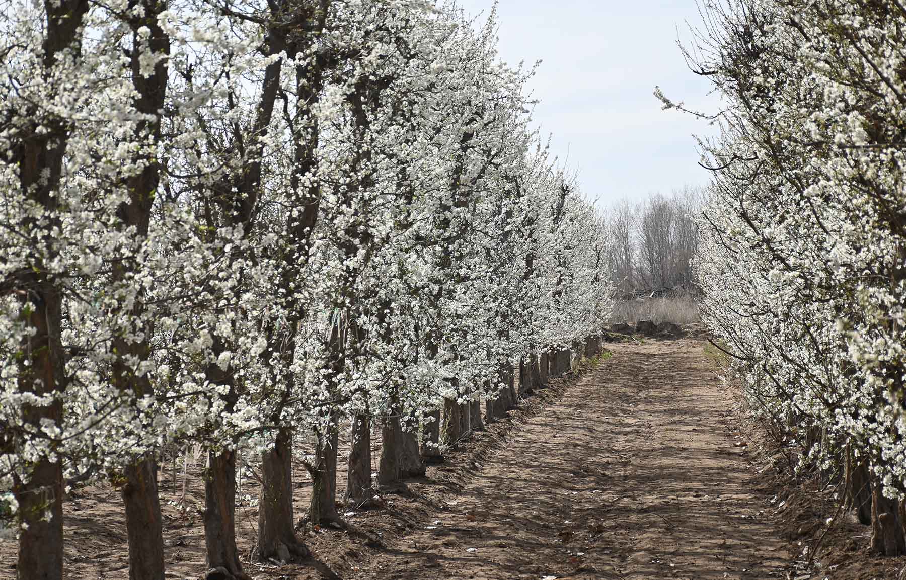 Los pimpollos se abren en Neuquén, tras meses de trabajo. Foto: Florencia Salto.