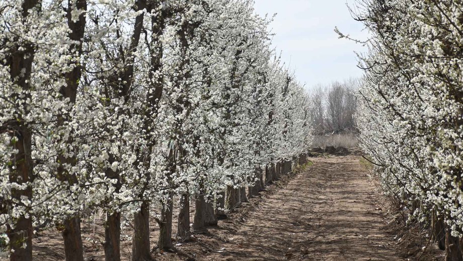 Los pimpollos se abren en Neuquén, tras meses de trabajo. Foto: Florencia Salto.