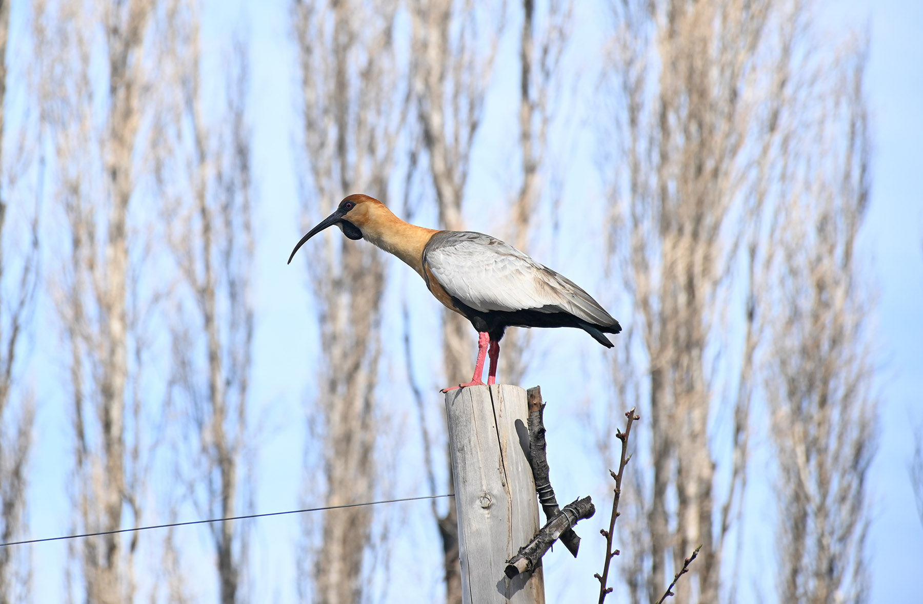 Una bandurria, testigo de la floración en Neuquén. Foto: Florencia Salto.