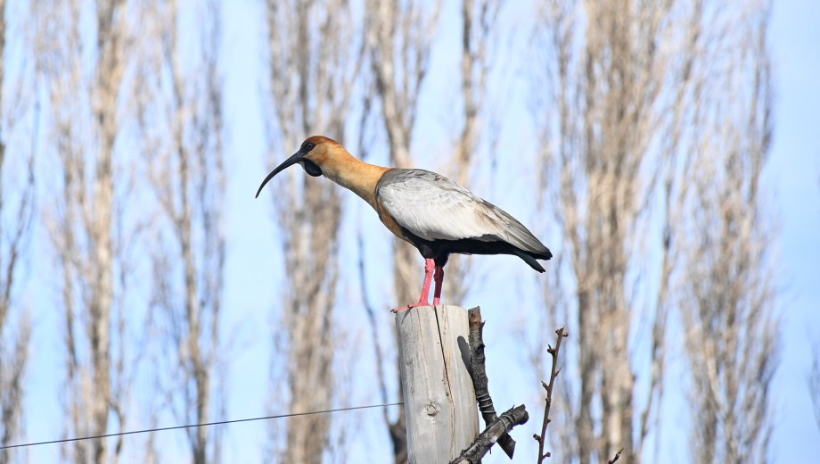 Una bandurria, testigo de la floración en Neuquén. Foto: Florencia Salto.