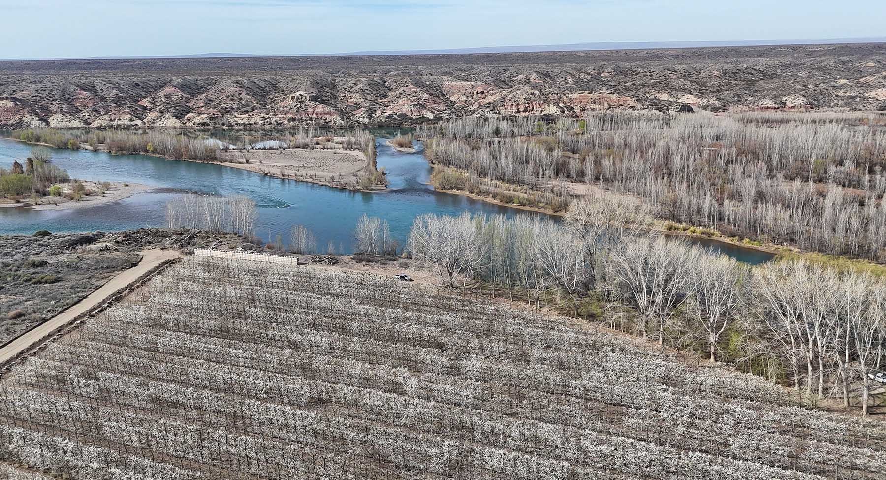 De un lado del río Limay, los ciruelos en flor en Neuquén. Del otro, las mesetas de Río Negro. Foto: Florencia Salto.