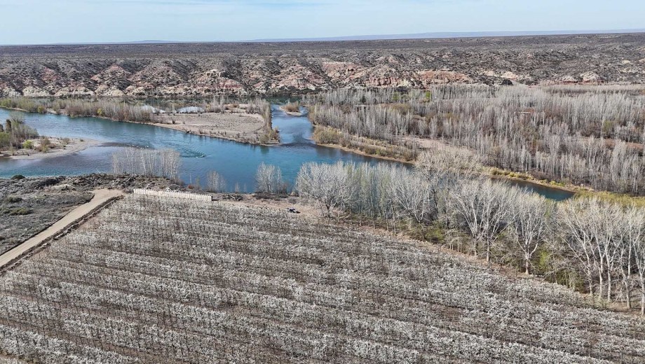 De un lado del río Limay, los ciruelos en flor en Neuquén. Del otro, las mesetas de Río Negro. Foto: Florencia Salto.