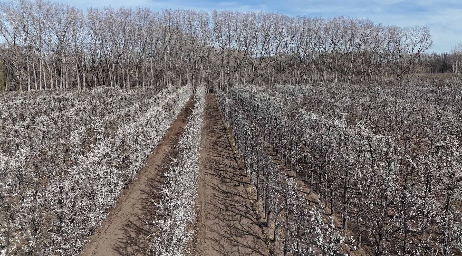 Ciruelos en flor en Neuquén. Foto: Florencia Salto.