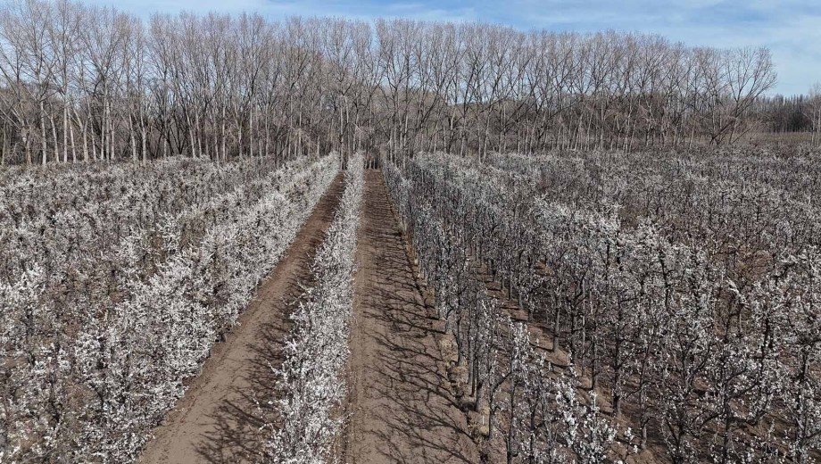 Ciruelos en flor en Neuquén. Foto: Florencia Salto.