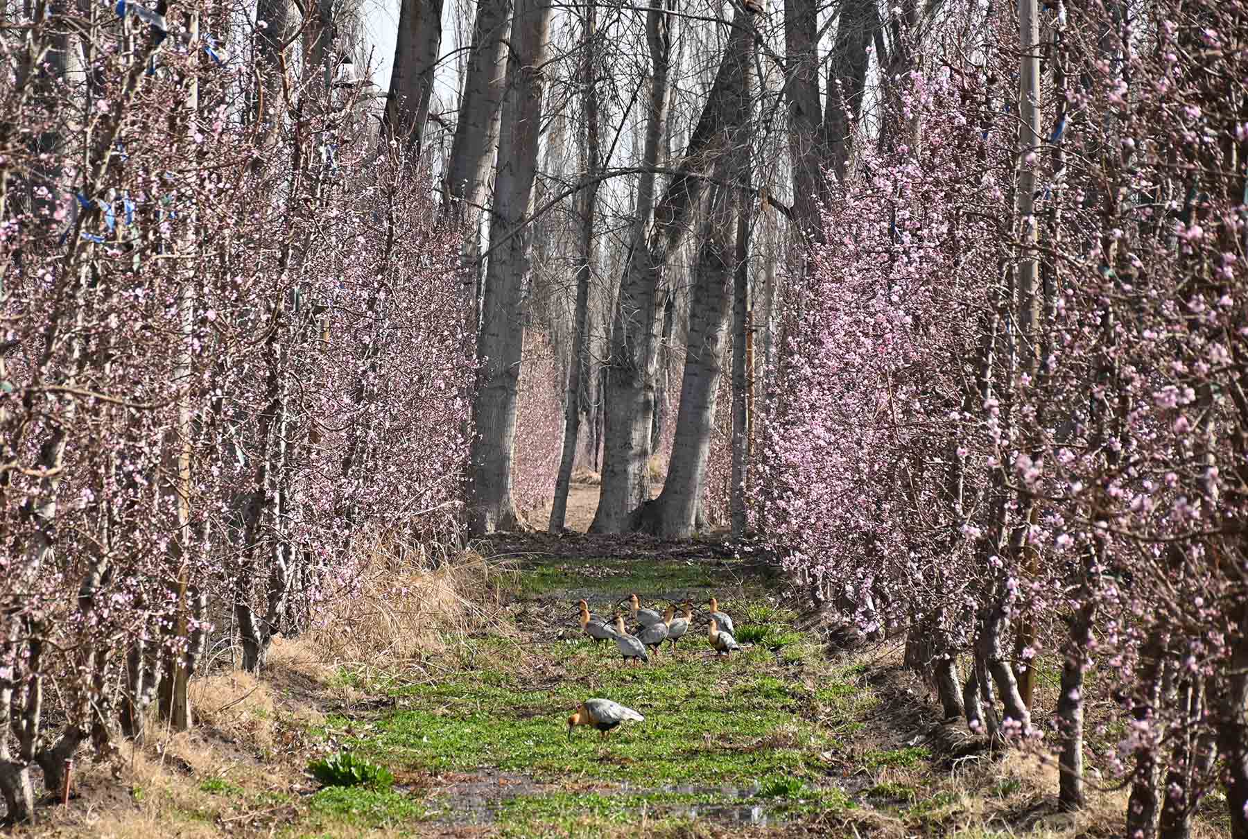 Bandurrias entre los durazneros en flor. Foto: Florencia Salto.