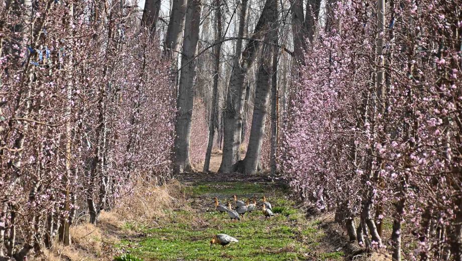 Bandurrias entre los durazneros en flor. Foto: Florencia Salto.