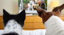 Imagen de ¿Tu perro mira la tele? Un estudio reveló qué sienten y cómo influye en su personalidad