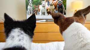 ¿Tu perro mira la tele? Un estudio reveló qué sienten y cómo influye en su personalidad