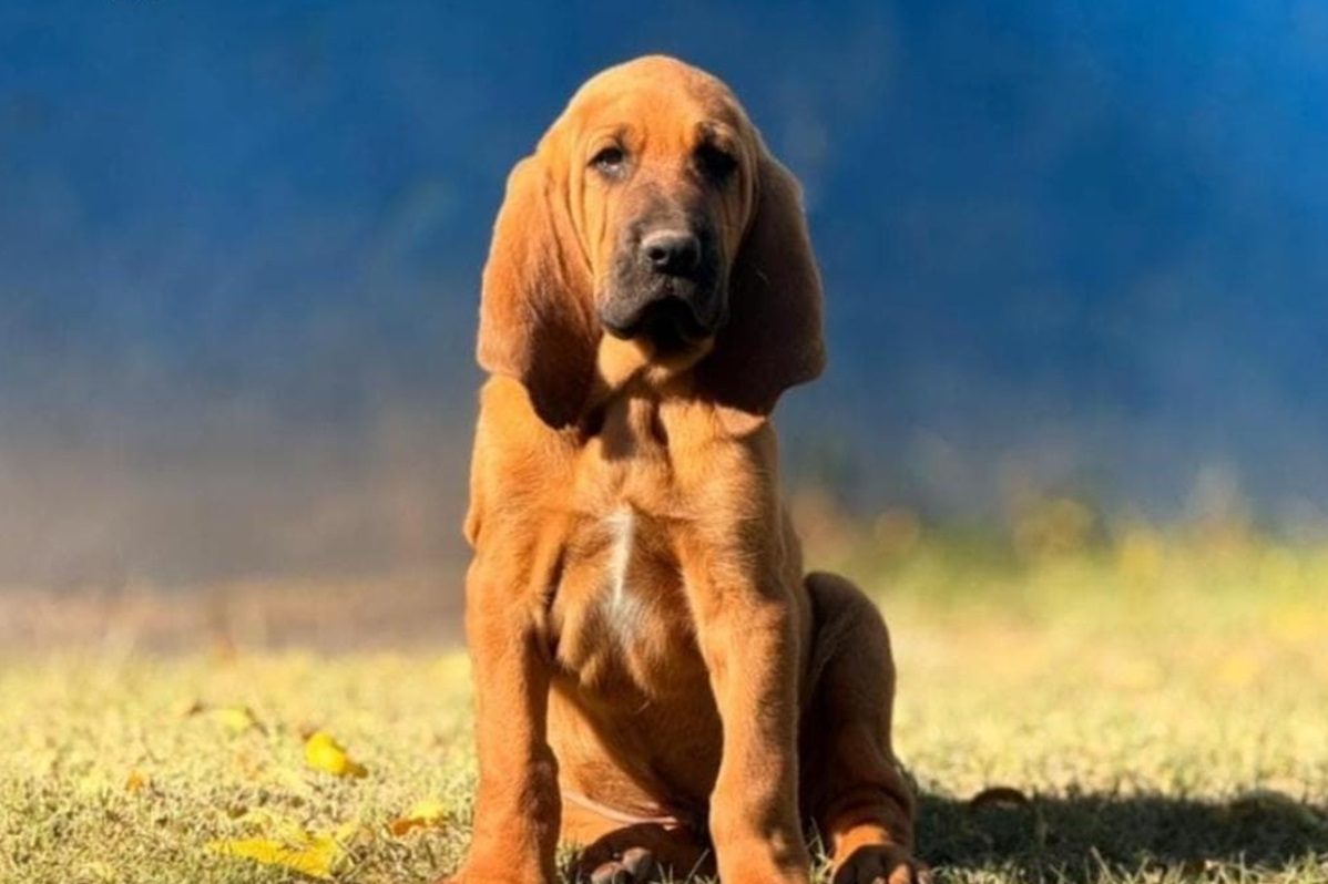 Rex: el perro de nueve meses que se prepara para la búsqueda de ...