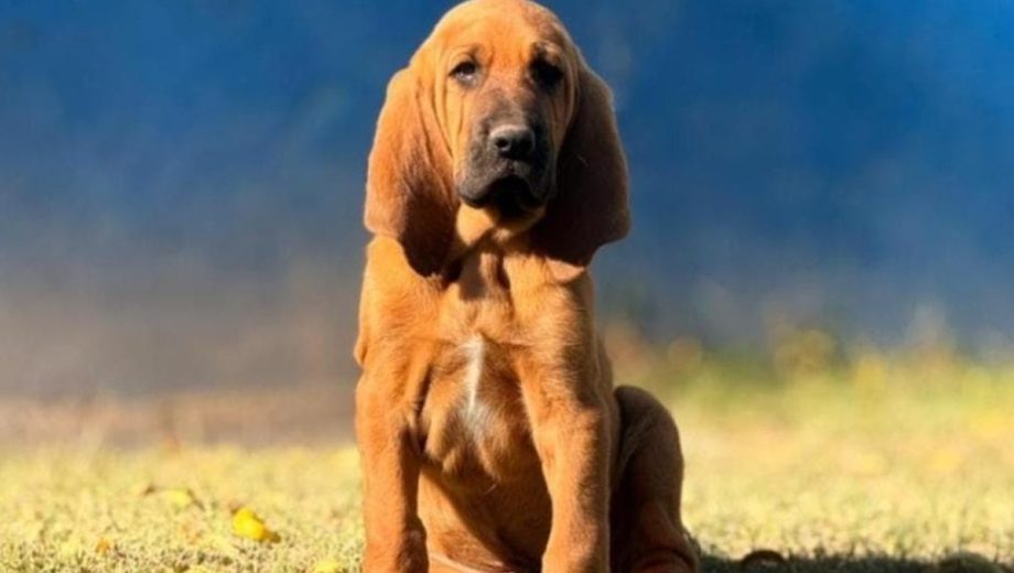 Rex, perro San Huberto. Foto: Gentileza. 