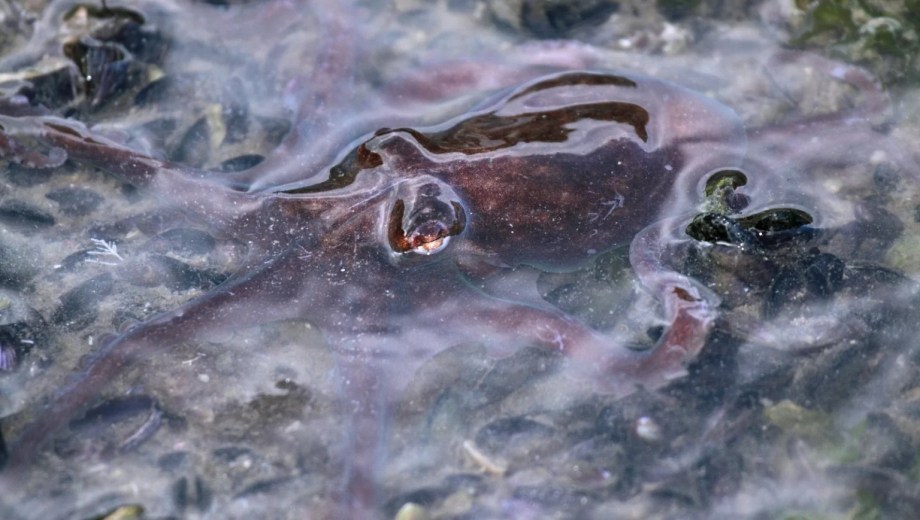 pulpito tehuelche. foto: Darío Podestá- CCT CONICET-CENPAT