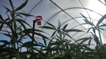 Imagen de Un estudio en Río Negro revela cuánta agua necesita el cannabis