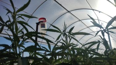 Un estudio en Río Negro revela cuánta agua necesita el cannabis