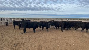 «En el campo tiene que llover ya o no habrá pastura suficiente»