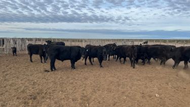 «En el campo tiene que llover ya o no habrá pastura suficiente»