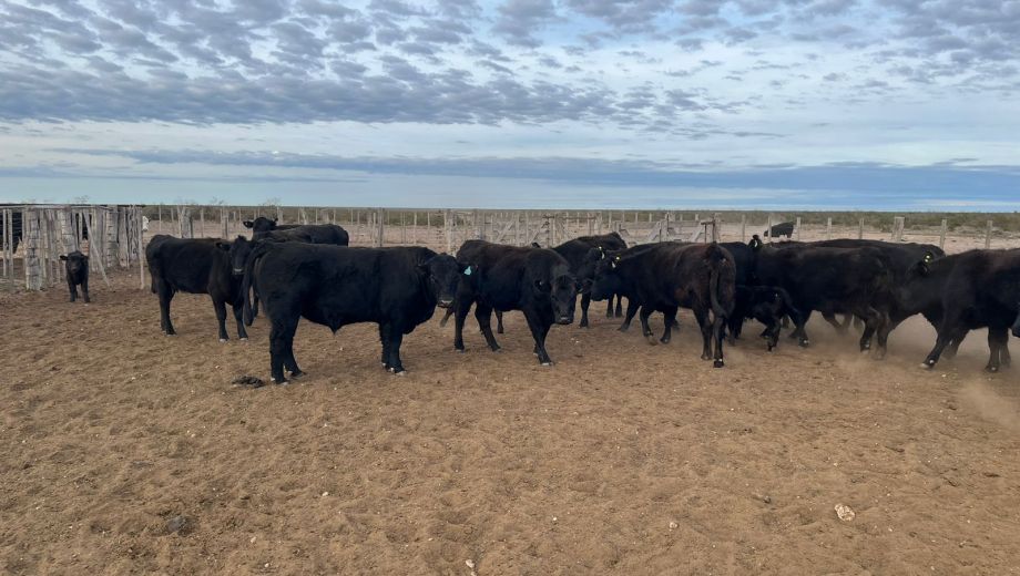 Producción ganadera en campo de secano.