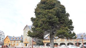 Día del Árbol: los guardianes en Bariloche invitan a una caminata por los ejemplares históricos que quieren preservar