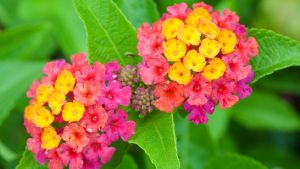 La planta arbustiva de rápido crecimiento que florece todo el año y no necesita casi cuidados