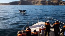 Imagen de Puerto Madryn ofrece descuentos únicos para vivir la temporada de ballenas 2025