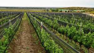 Mapa | Dónde queda la bodega donde nace el Merlot que vale 1.000 dólares la botella y tiene lista de espera