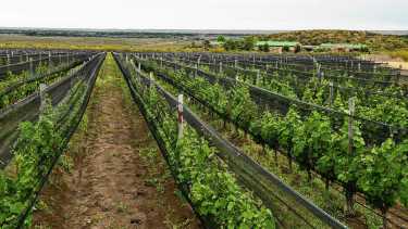 Mapa | Dónde queda la bodega donde nace el Merlot que vale 1.000 dólares la botella y tiene lista de espera