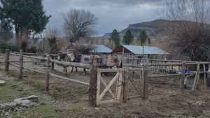 Sospechosa compra de caballos terminó con multas en Neuquén: los frenaron camino a Cutral Co