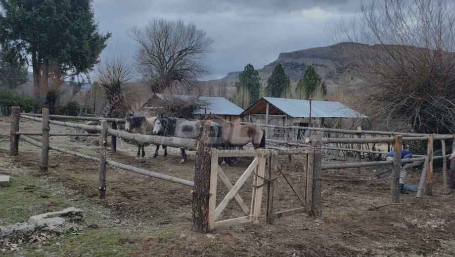El camión en el que se trasladaban los caballos fue interceptado en Chacaico Sur. Foto: Policía de Neuquén.

