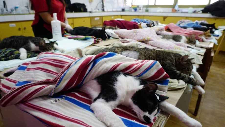 El operativo incluyó vacunación, desparasitación y entrega de medicación gratuita. Foto: municipalidad de Neuquén.