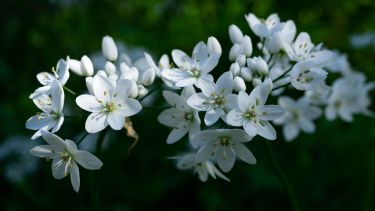 Hay una planta trepadora idéntica al jazmín, pero más fácil de cuidar y con flores todo el año