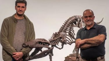 Cocodrilo feroz descubierto en Patagonia: Kostensuchus atrox, qué significa y por qué se llama así