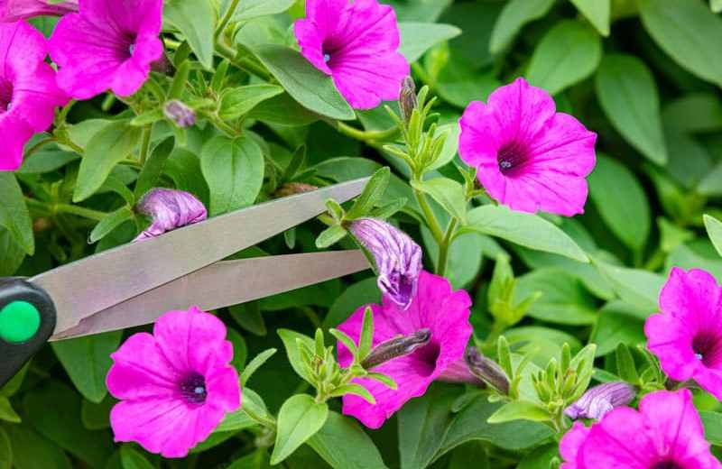 Con un poco de planificación y elección acertada de especies, septiembre puede encontrarte con el jardín listo para deslumbrar.