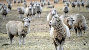 El cordero patagónico se queda sin mercados: tras el cierre de Chile, hay temor por Europa y Japón
