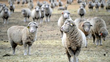 El cordero patagónico se queda sin mercados: tras el cierre de Chile, hay temor por Europa y Japón