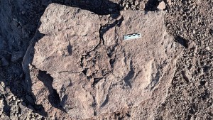 Por primera vez, descubren huellas de dinosaurios dromeosáuridos en Patagonia norte