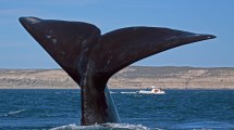 Imagen de Cuál fue el récord de ballenas franca austral en la Patagonia